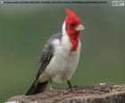 Kırmızı ibikli Kardinal